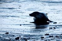 Grey seal Halichoerus grypus, adult female returning to the beach from the sea at dusk, Horsey Beach, Norfolk, May