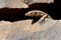 Madeiran wall lizard Teira dugesii, adult poking its head out of a crack in a wall, Funchal, Madeira, Nov