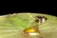 Common frog Rana temporaria, froglet resting on a lily pad in a garden pond at night , West Yorkshire, March