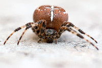 Garden spider Araneus diadematus, close-up of an adult resting , Hulme, Manchester, November