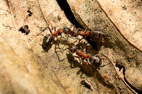 Northern hairy wood ant Formica lugubris, ants sparing on a dead leaf, Hardcastle Crags, West Yorkshire, August