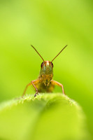 Meadow grasshopper Chorthippus parallelus, portrait front view on a leaf, Cesky Krumlov, Czech Republic, August