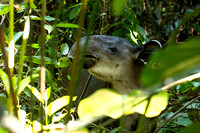 Baird's tapir Tapirus bairdii, adult eating leaves in a rainforest, Corcovado National Park, Costa Rica, Jan