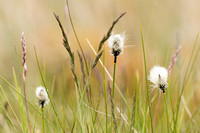 Hare's-tail cotton-grass Eriophorum vaginatum, close-up landscape of grassland, Todmorden, West Yorkshire, June