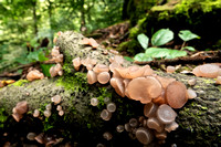 Beech jellydisc fungus Neobulgaria pura, fruiting bodies on a fallen beech tree, West Yorkshire, Sept