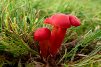 Scarlet waxcap Hygrocybe coccinea, fruiting bodies growing in an acidic grassland, West Yorkshire, Nov